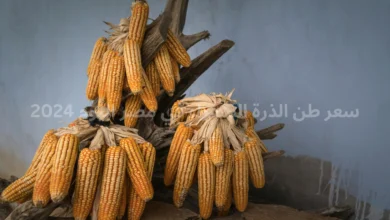 سعر-طن-الذرة-الصفراء-في-مصر-اليوم-2024